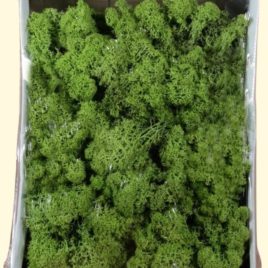 Muschio lichene verde scuro scatola 400 gr