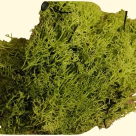 Muschio lichene verde 100 grammi
