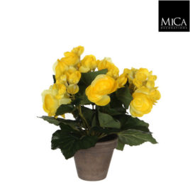 Begonia gialla in vaso h25
