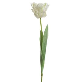 tulipano bianco cm68