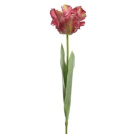 tulipano fucsia cm68
