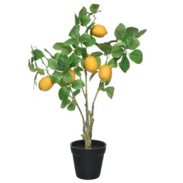 pianta limone hcm50