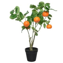 pianta arance h30cm
